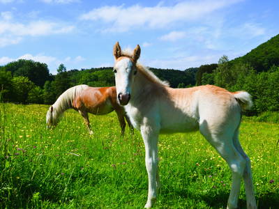 Haflingerfohlen Santos mit Mutter Siria, geboren Mai 2024