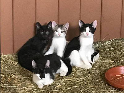 Bild 19 aus  Ferienhof Ott im Romantischen Franken bei Rothenburg o.d.T.