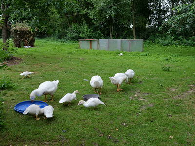 Bild 14 aus  Ferienhof Niemann im Hasetal ****