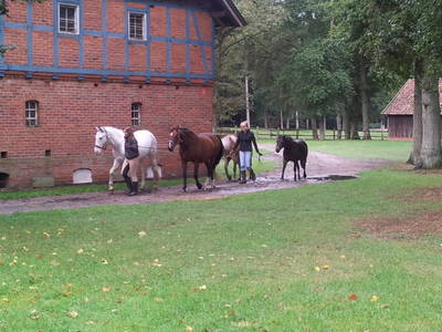 Auf dem Weg in den Stall