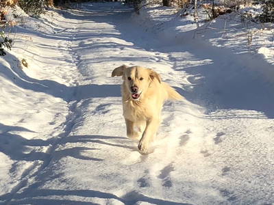 Hunde haben bei uns viel Spaß