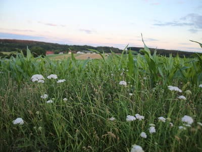 Bild 62 aus  Hollweck's Landoase