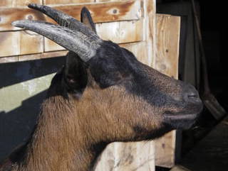 Bild 7 aus  Landhof Kiesel