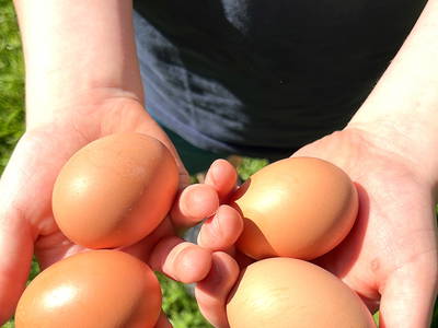 Bild 12 aus  Ferienhaus / Chalet auf dem Gestüt Lohhof mit Kinderreiten oder Pony Reiten