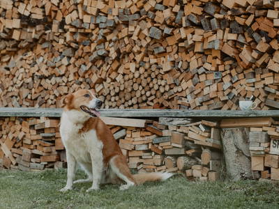 Hunde sind willkommen