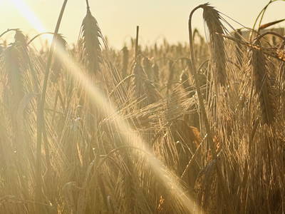 Bild 26 aus  Hof Belvedere an der Ostsee