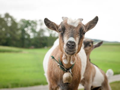 Bild 22 aus  LandSelection Staller Ferienhof