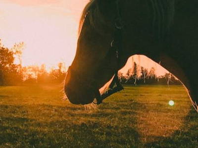Bild 8 aus  Ferienwohnung Pferdezucht Bickenalb