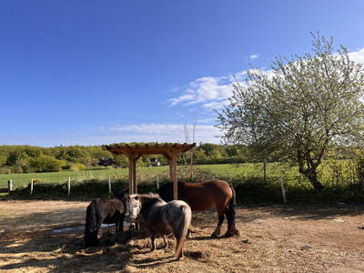 Bild 64 aus  Ferienhof Sell Bauernhofurlaub Ostsee Ponys