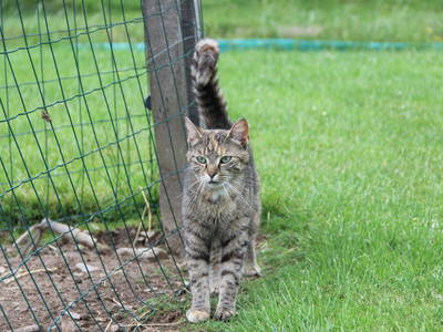 Bild 21 aus  Hof Keppel, der stromlose Urlaub