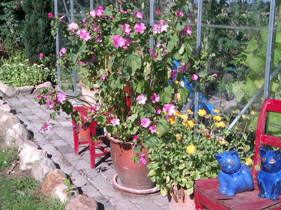 Bild 20 aus  Fredensminde Ferie