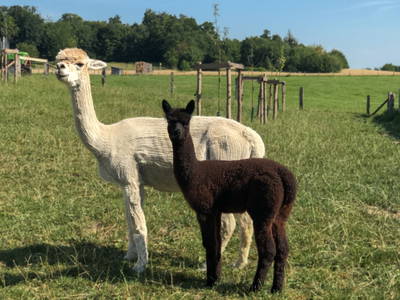 Bild 12 aus  Ferienparadies Huberhof