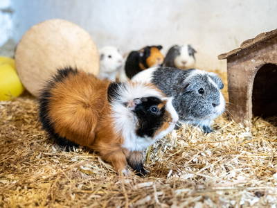 Bild 40 aus  LandSelection Gut Gaarz