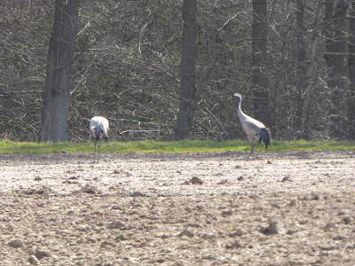 Bild 71 aus  Ferienhaus Gut Rattelvitz-INSEL RÜGEN