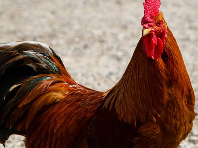 Bild 10 aus  Ferienhof  Schwien