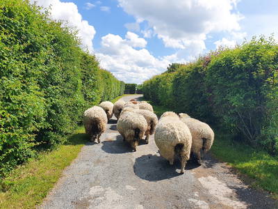 Bild 23 aus  Ferienhof   Witte Haubarg                -  2025 Beliebtester Ferienhof für Familienurlaub