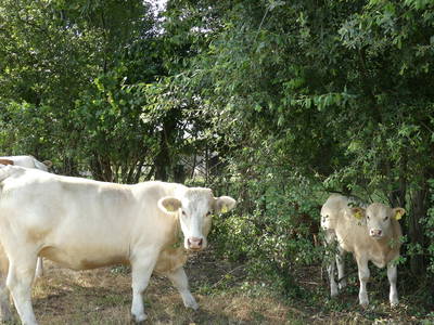 Bild 14 aus  Ferienwohnungen Schulze Althoff