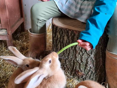 Bild 19 aus  Hof  Wesselmann