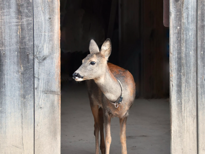 Bild 9 aus  Erlebnishof am Kordigast