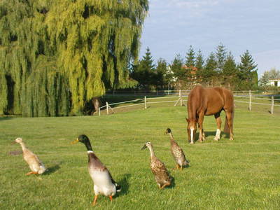 Bild 9 aus  Gutshaus Gramkow