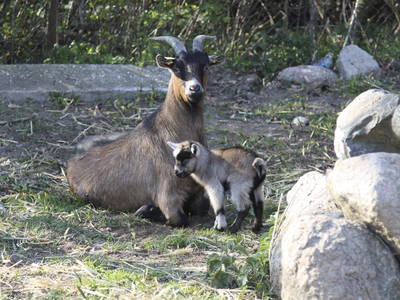 Bild 9 aus  Ferien & Reiterhof Landgut Lischow