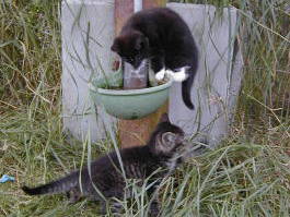 Bild 7 aus  Ferienhof Gerdes Plaats