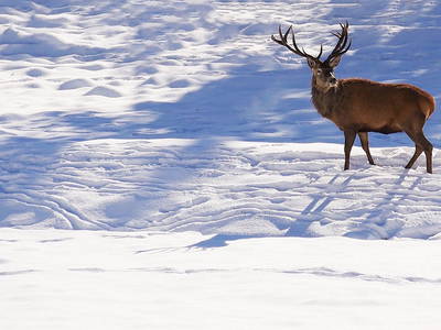 Bild 14 aus  Hirzighof