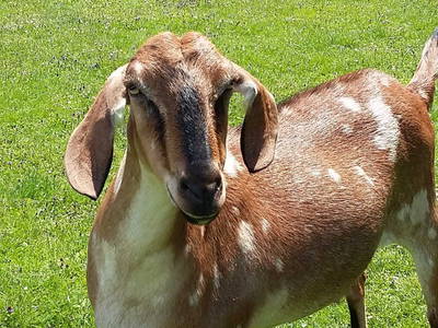 Bild 19 aus  Ferienhof Wilfert