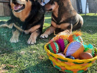 Bild 37 aus  Freizeit- und Ferienreiterhof Odenwald