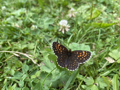 Bild 15 aus  Ferienwohnung Rüttwaldhof