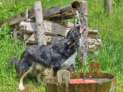 Bild 11 aus  Willkommen bei Familie Gutmann  auf dem Itzenwaldhof
