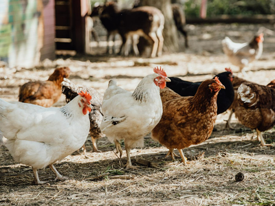 Bild 5 aus  Naturerlebnishof Vulkaneifel