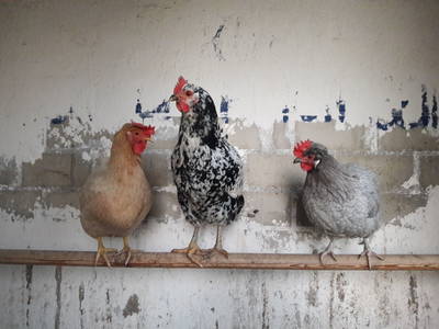 Bild 45 aus  Ferienhof Rauert