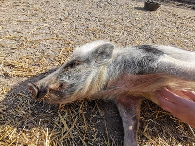 Bild 14 aus  Ferienhof  Nina Weilandt