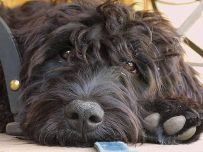 Bild 21 aus  Erlenhof im Oderbruch - Rund ums Schaf