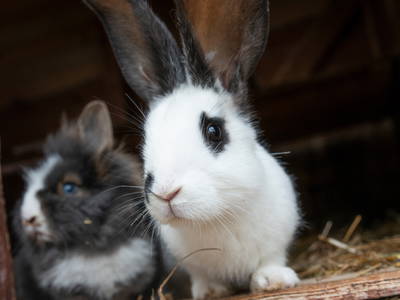 Bild 28 aus  Bauer Korl's Golchener Hof