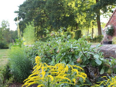 Spalierobst im Garten