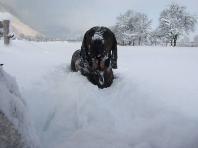 Bild 50 aus  Starbauer