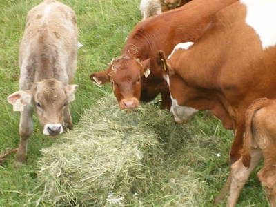 Bild 30 aus  Örgenbauer