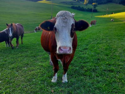 Bild 103 aus  Biohof Bernhard