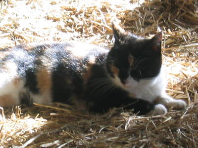 Bild 31 aus  Hof Lässer