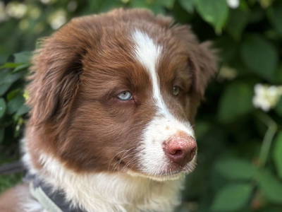 Bild 79 aus  Naturpark Bauernhof Sperl