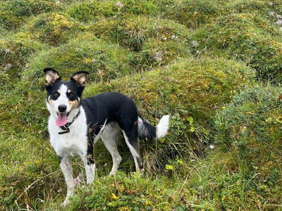 Bild 8 aus  Tuscherhof