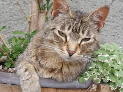 Bild 48 aus  Bräuhauser