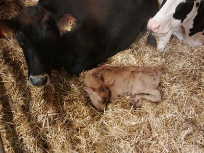 Bild 33 aus  Ferienhof Kandler