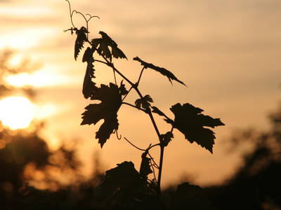 Bild 102 aus  Schmankerl und Gast Heiderer