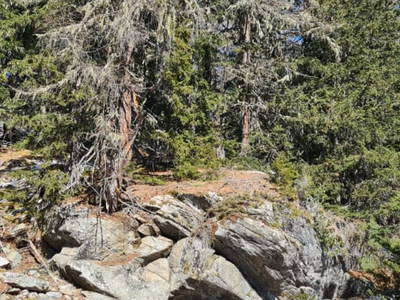 Bild 51 aus  Almferienhaus Truskaller