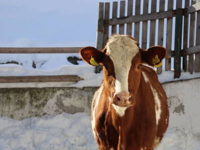 Bild 22 aus  Pechhof