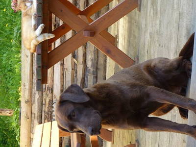 Bild 46 aus  Stückler - Hütte