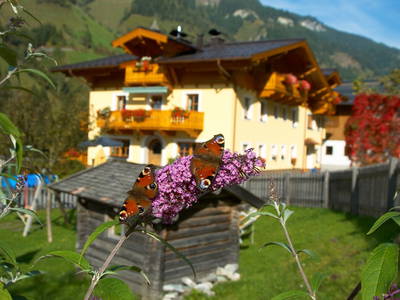 Bild 3 aus  Pfandlinghof